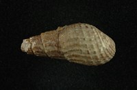 藏品(瘤蜷)的圖片